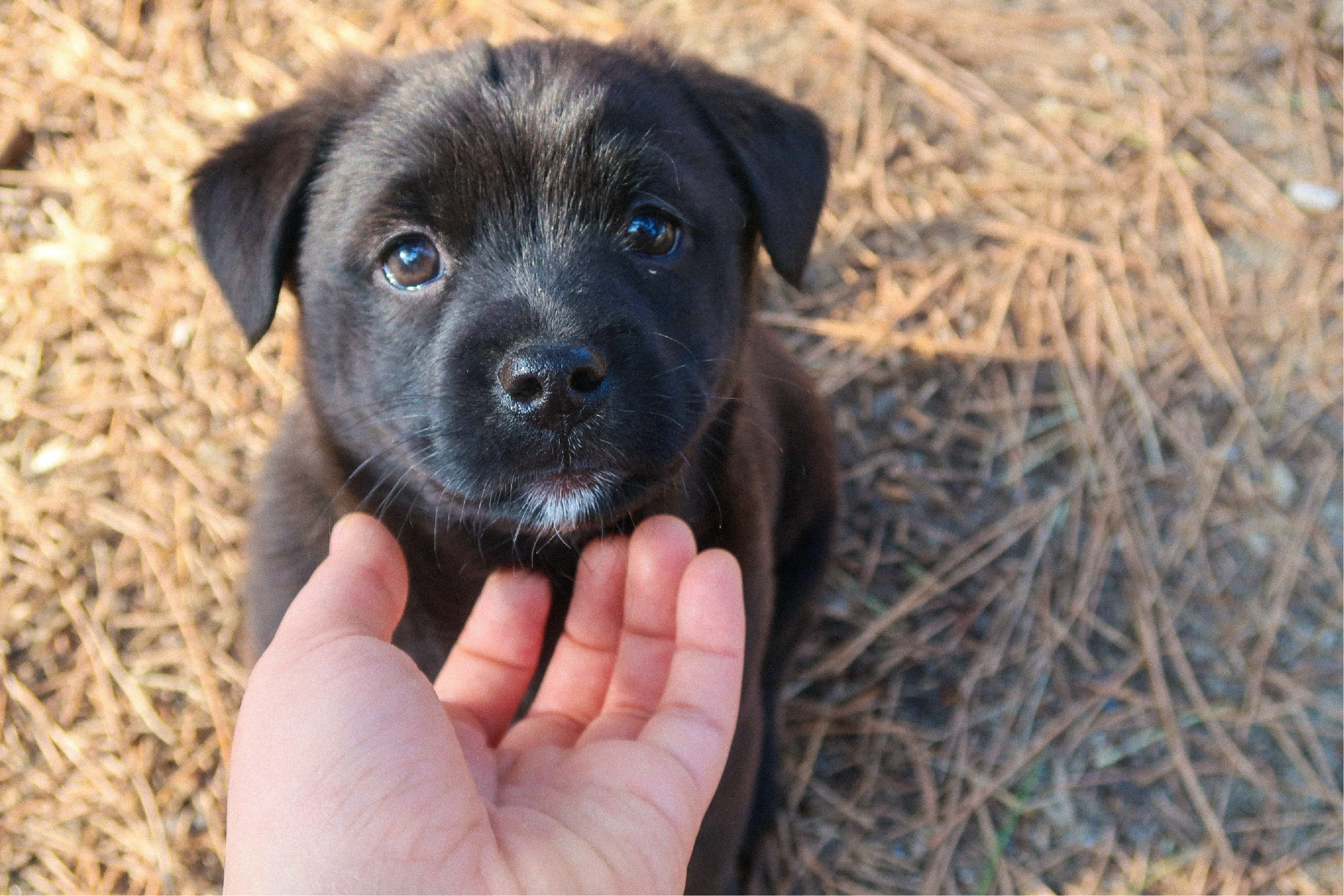 Black Puppy Sitting in Grass Getting It's Chin Scratched