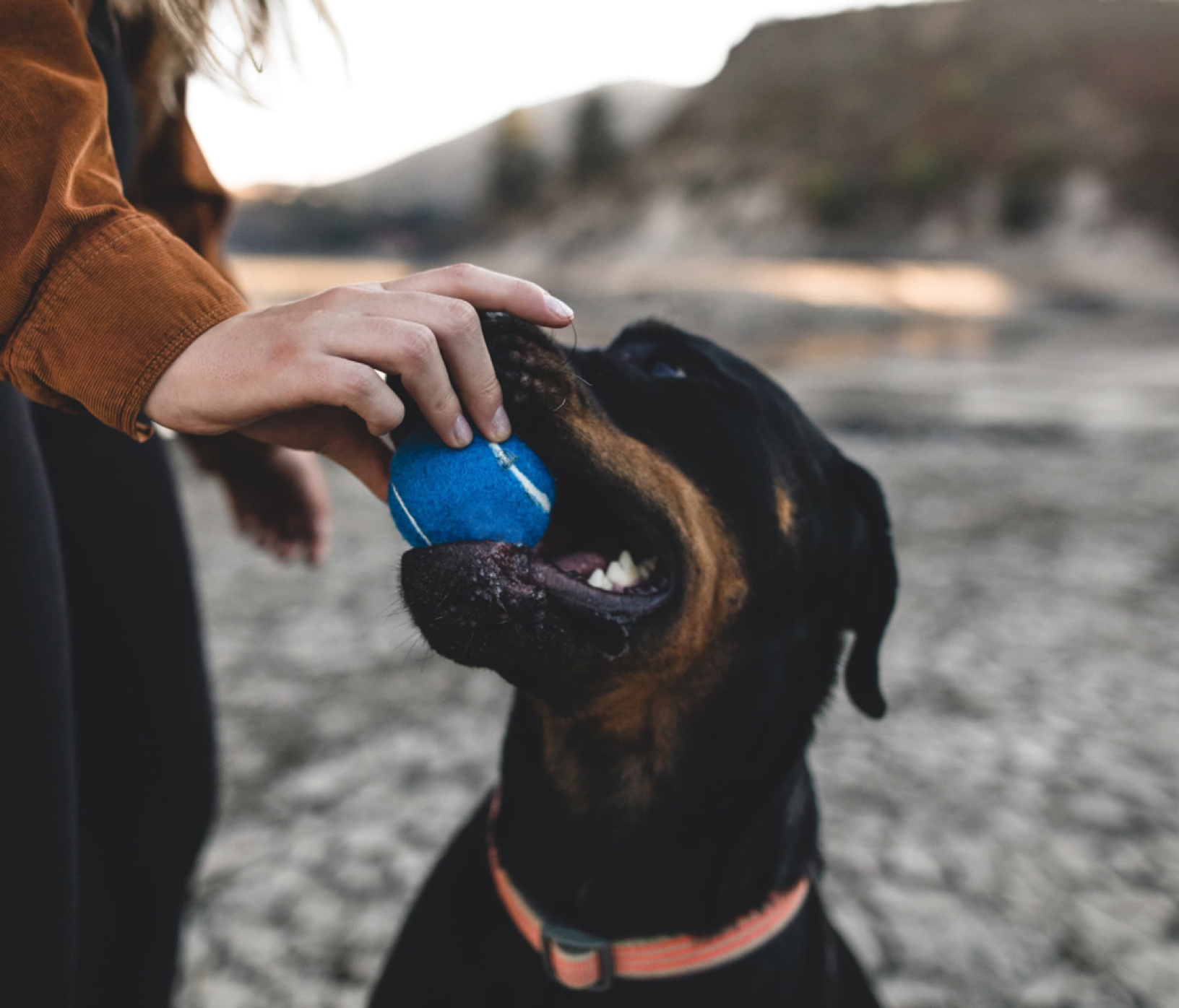 Woman Taking a Blue Tennis Ball Out of Her Dog's Mouth