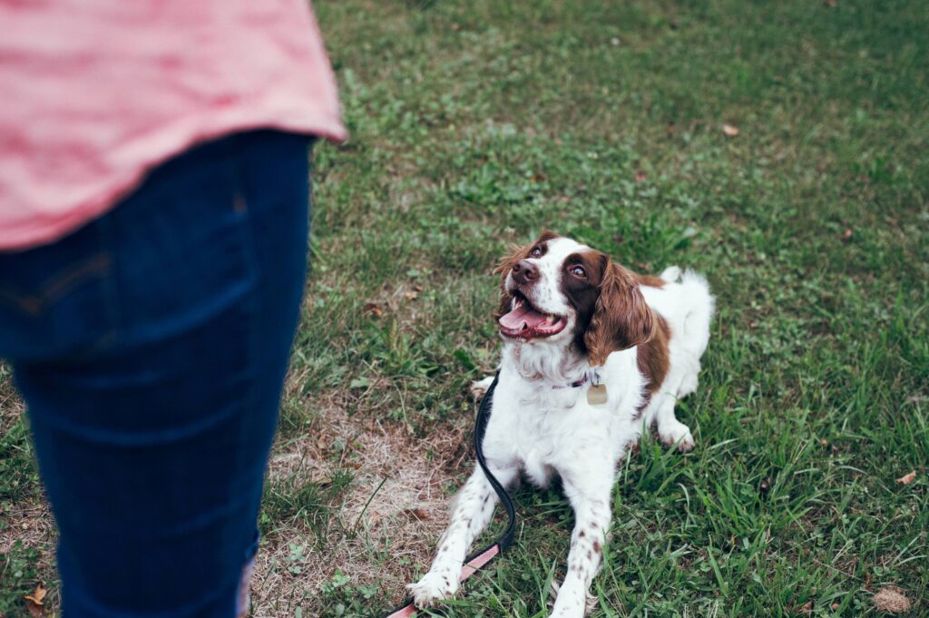 A Brown and White Dog Sitting and Waiting In Front of Their Owner