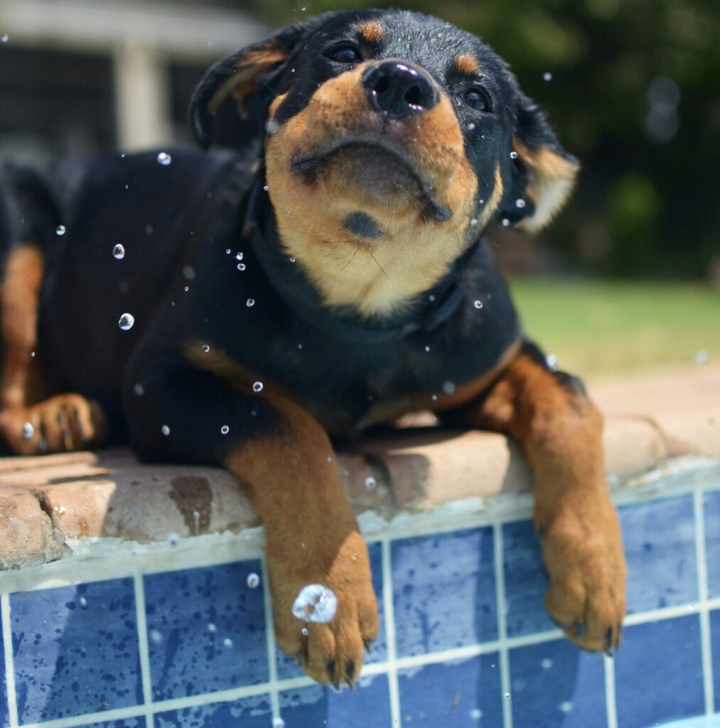 A Black and Brown Puppy Laying Next to a Swimming Pool