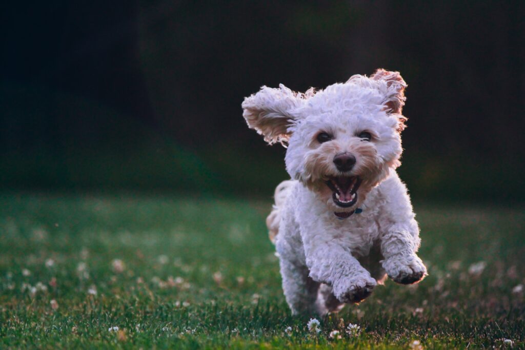 Small White Dog Running Across Flowered Field