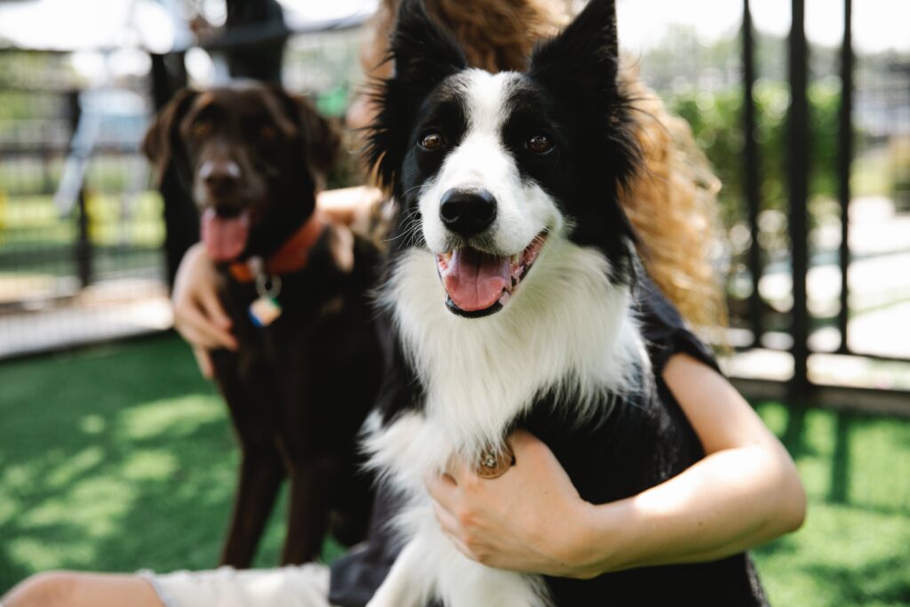 A Black and White Dog Being Held by a Woman