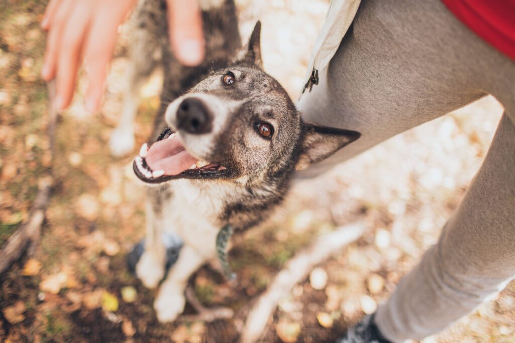 Black Mix Dog Looking At Human Hand