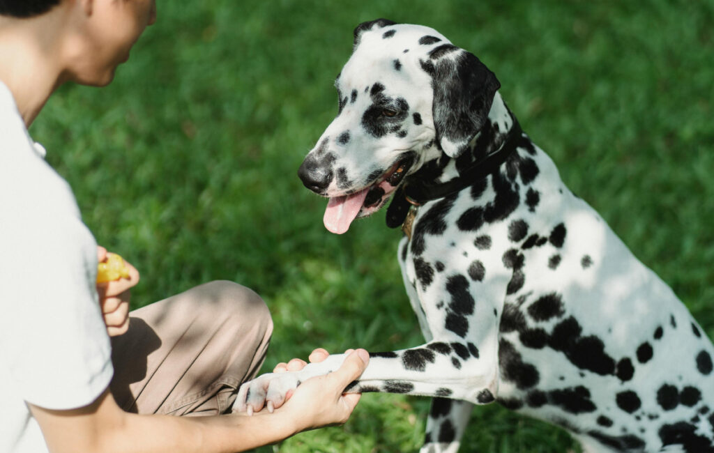 A Dalmatian Sitting on the Grass Shaking the Owner's Hand