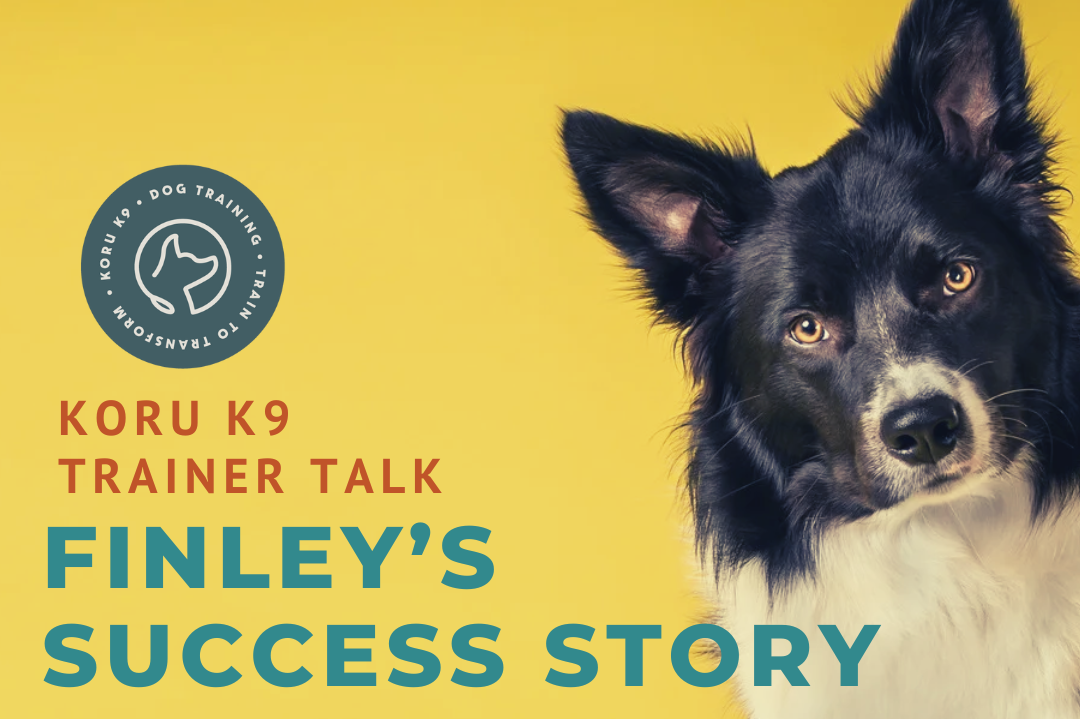 dog training success story