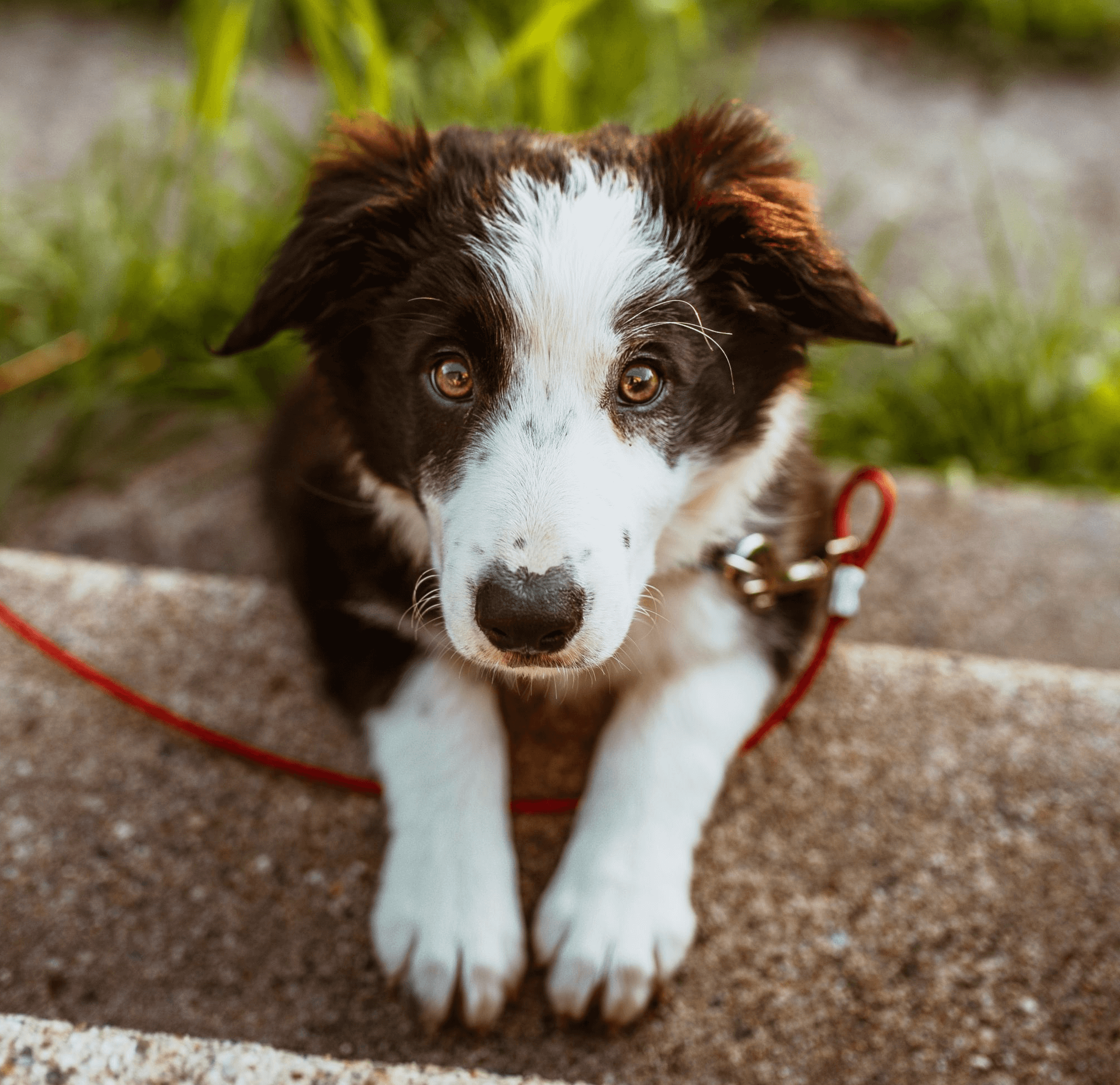 puppy-training-img